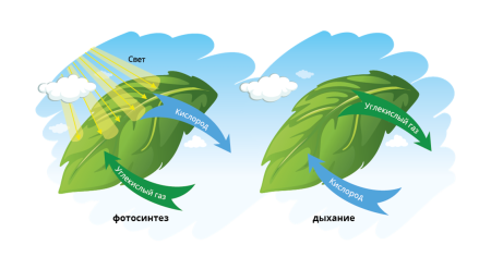 Фотосинтез и дыхание