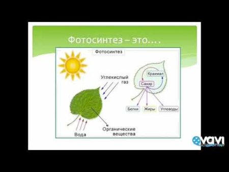 Схема процесса фотосинтеза биология 6 класс