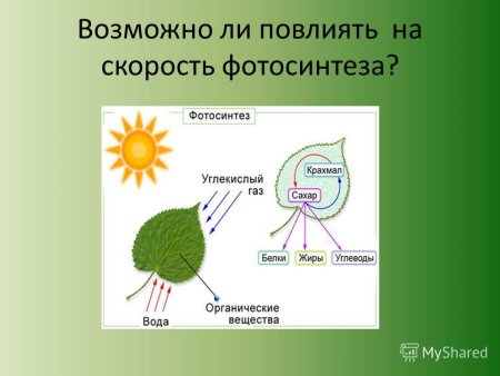 Схема фотосинтеза у растений
