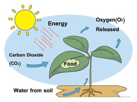 Фотосинтез рисунок схема