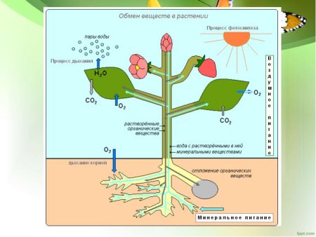 Процесс обмена веществ растений схема