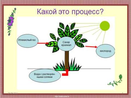 Фотосинтез у растений для детей