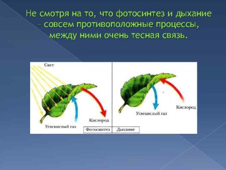 Процессы дыхания и фотосинтеза