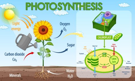 Photosynthesis process