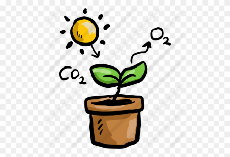 Фотосинтез картинки