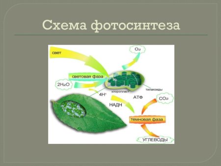 Полная схема фотосинтеза