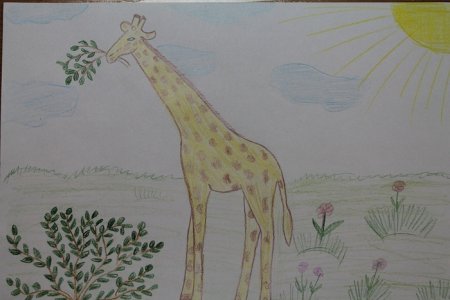 Раскраски. Животные