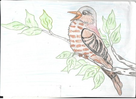 Кукушонок Бианки