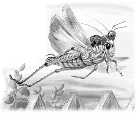 Приключения муравьишки Бианки кузнечик