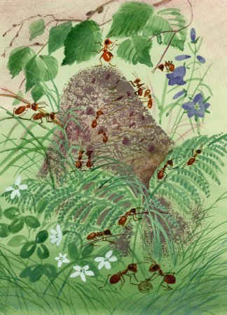 Виталий Бианки приключения муравьишки