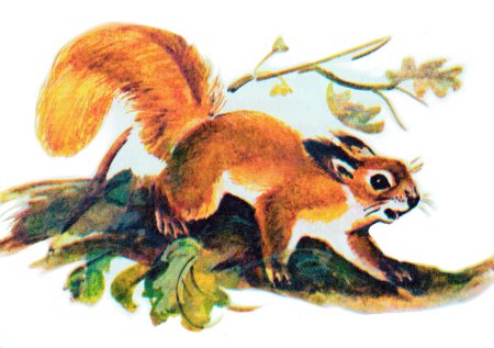 Виталий Валентинович Бианки Теремок