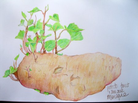 Детские рисунки картошки