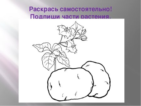 Культурные растения рисунок карандашом