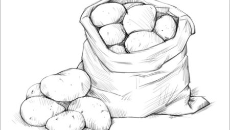 Картошка рисунок карандашом