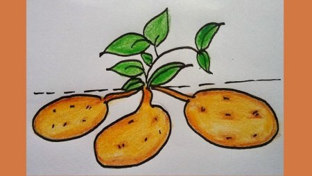 Рисунок на тему картошка (46 фото)