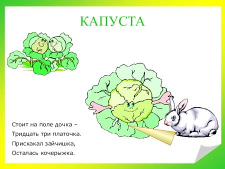 Загадка про капусту для детей