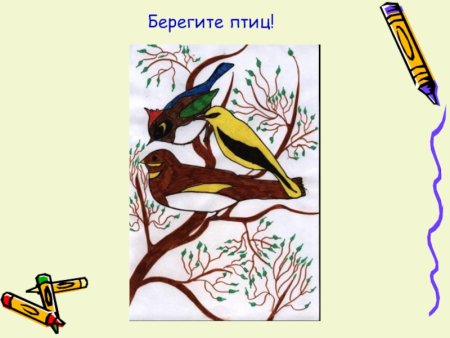 Плакат на тему берегите птиц