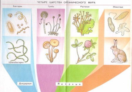 Царство растений рисунок
