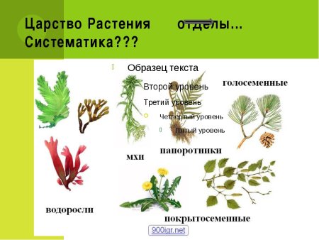 Представители растений