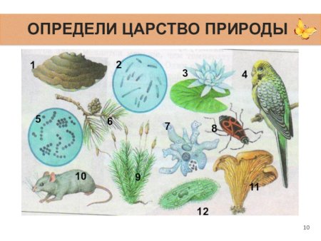 Рисунок на тему царство растений (50 фото)
