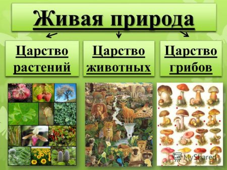 Царство растения царство животные