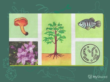 Рисунок на тему живые организмы