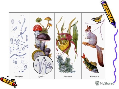 Животные растения грибы
