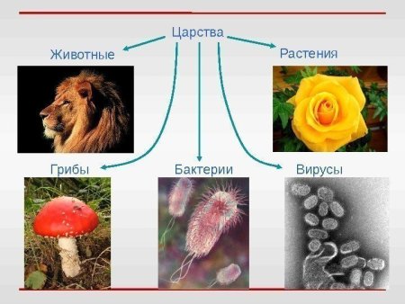 Царство животных бактерии грибы растения
