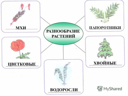 Разнообразие растений схема