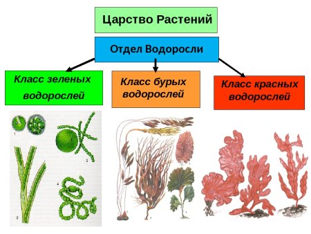 Биология отдел зеленые водоросли