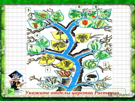 Царство растений схема картинки