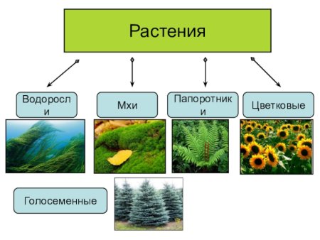Мхи водоросли папоротники Голосеменные
