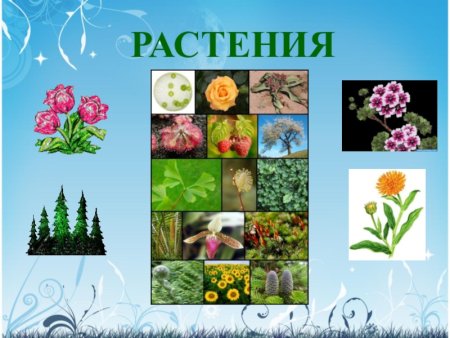 Многообразие растений Живая природа