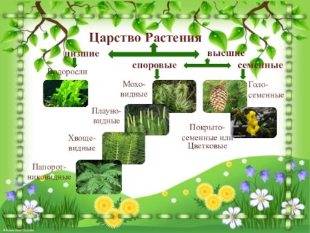 Царство растений семенные
