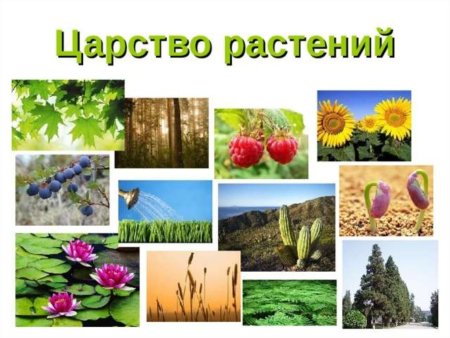 Царство растений