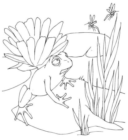 Жаба и роза раскраска