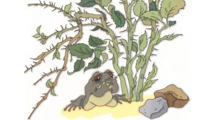 Лягушка жерлянка раскраска