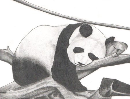 Панда карандашом