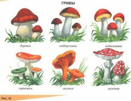 Грибы для дошкольников