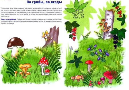 Грибы и ягоды в лесу для дошкольников