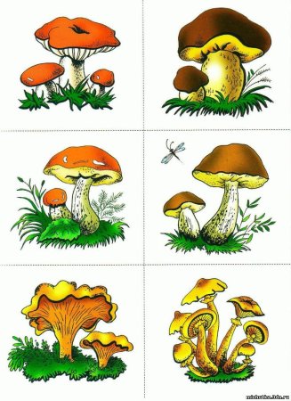 Карточки грибы