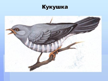 Кукушка рисунок
