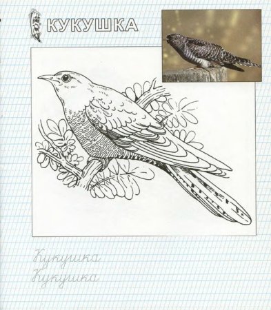 Кукушка раскраска