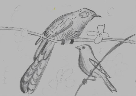 Кукушка рисунок карандашом
