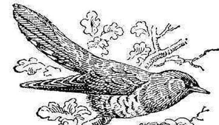 Кукушка в лесу раскраска