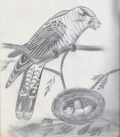 Кукушка кукует ку ку