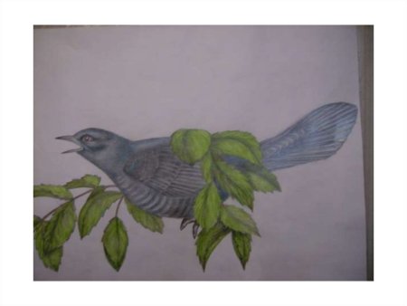 Кукушка рисунок для детей