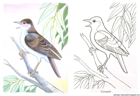 Как нарисовать кукушку