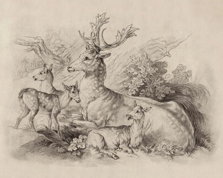 Пастораль Графика