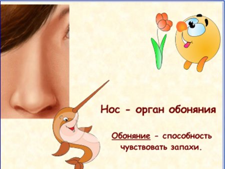 Нос обоняние